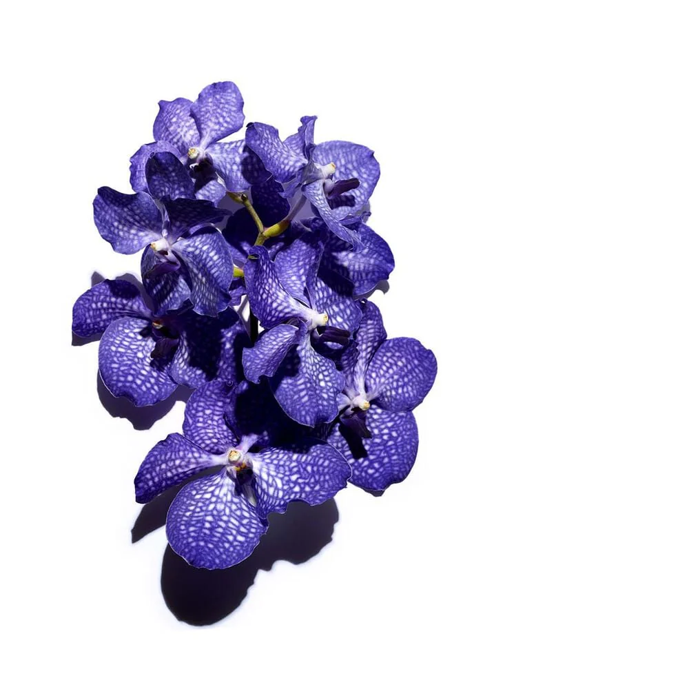 Clarins Blue Orchid Face Treatment Oil - Image 5